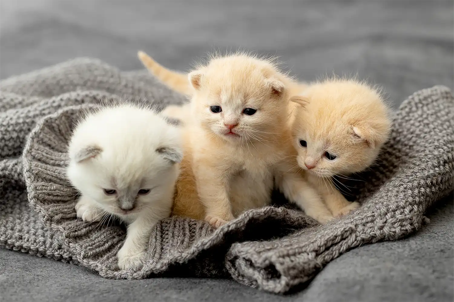 Drie jonge kittens - aanschaf in de zomer