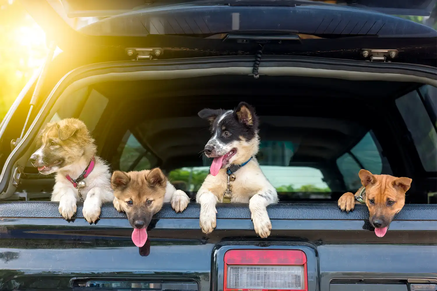 Vier honden in de achterbak van een auto met geopende klep - vakantie met je hond of kat